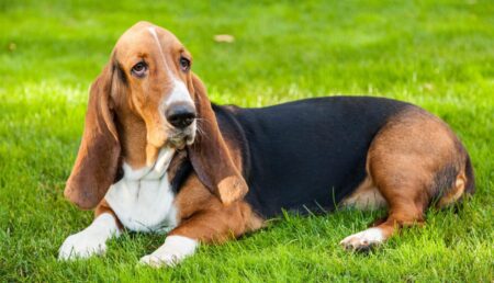 Basset Hound