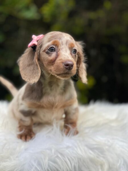 DachShund Chocomerle Mini