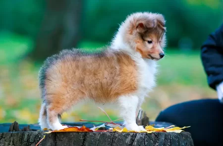 Pastor de Shetland o Sheltie