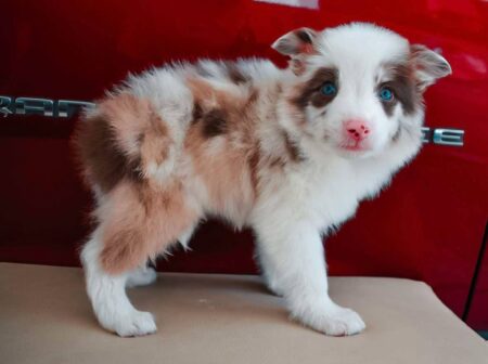 Border Collie Roja Merle ( CPRG )