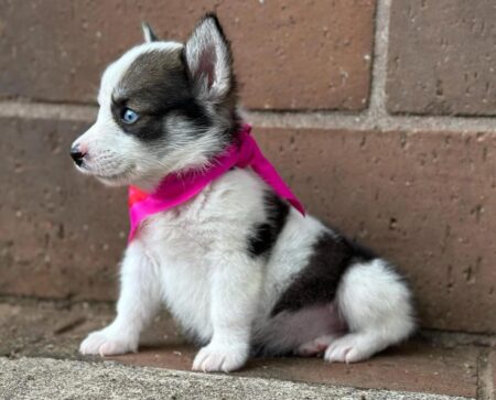 Corgi Pembroke ( CPRG )